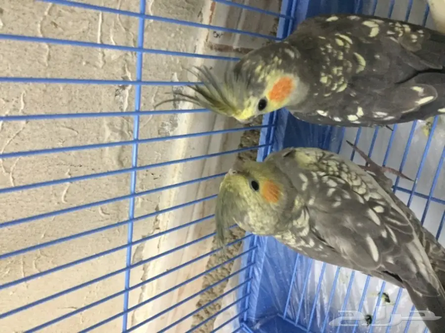 جوز فراشه و لاتينو حجم كبير للبيع مع القفص (image 2)