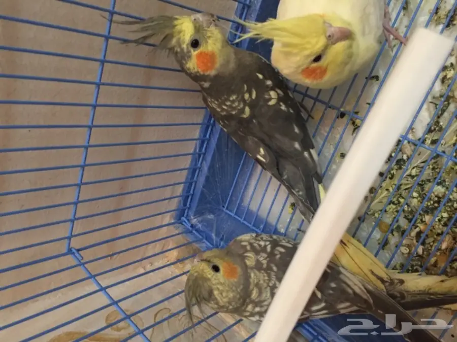 جوز فراشه و لاتينو حجم كبير للبيع مع القفص (image 4)