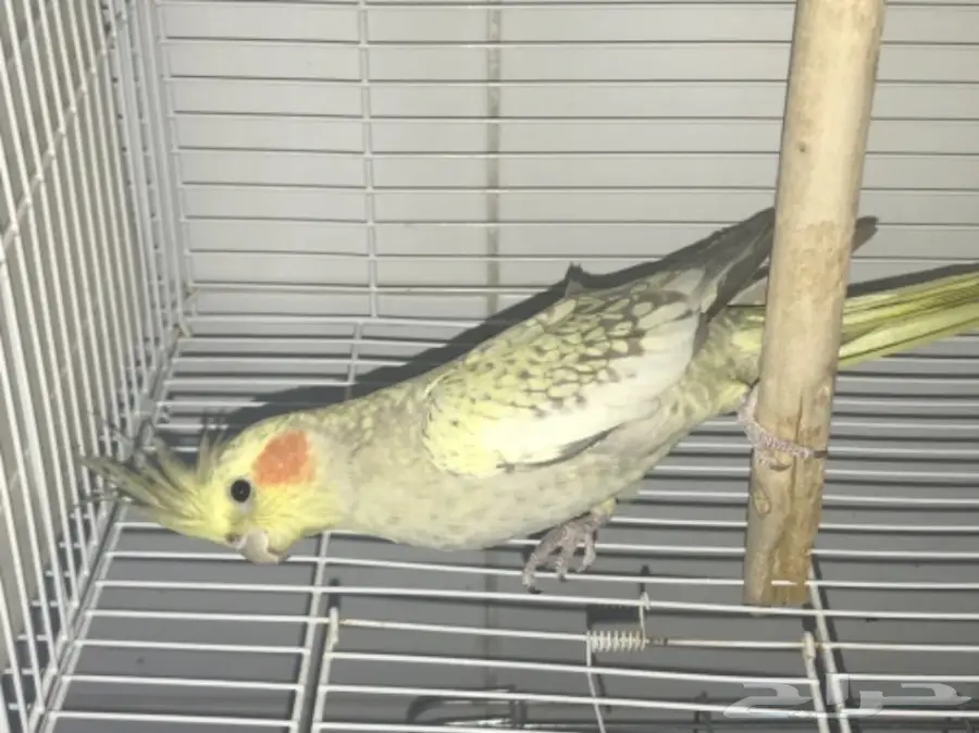 كروان ايزابيلا