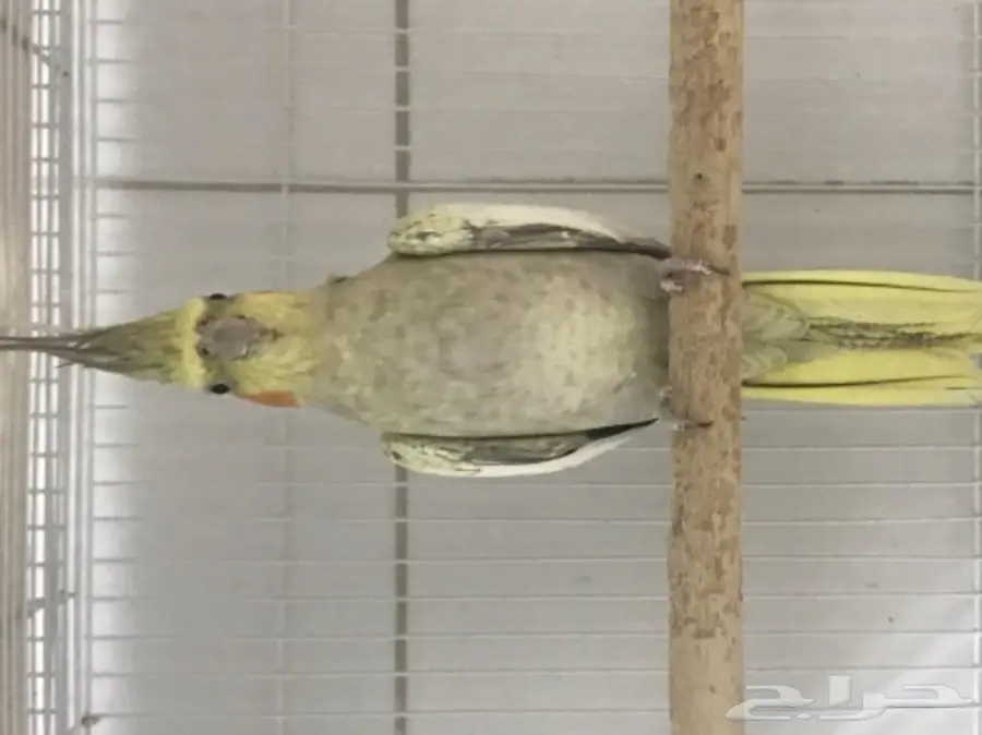 كروان ايزابيلا (image 1)