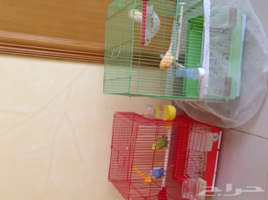 للبيع جوز بادجي وانثى كناري130ريال فقط  