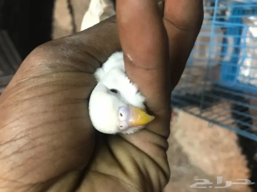 للمختصين بطيور البادجي او الحب ارجو الدخول (image 1)