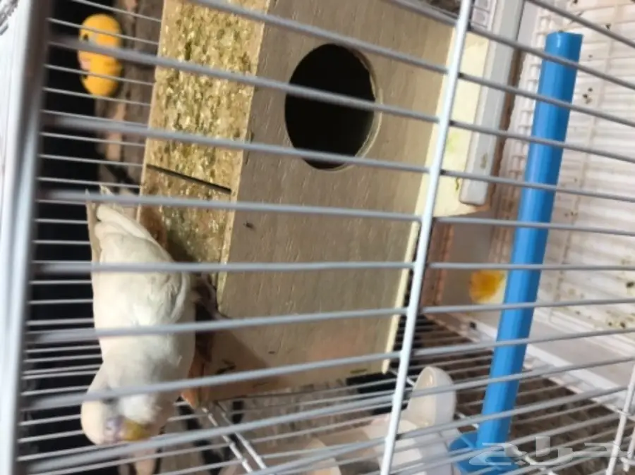 للمختصين بطيور البادجي او الحب ارجو الدخول (image 2)