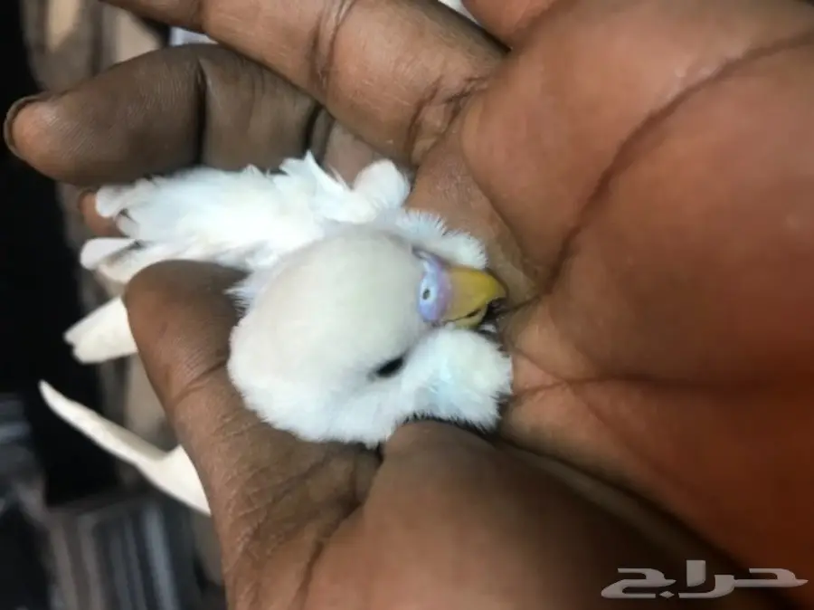للمختصين بطيور البادجي او الحب ارجو الدخول (image 3)