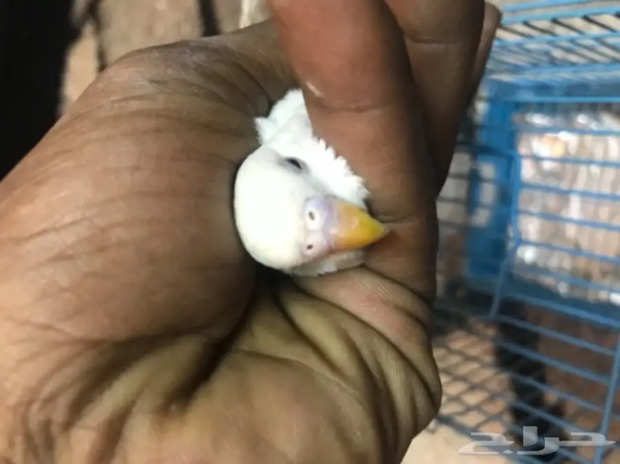 للمختصين بطيور البادجي او الحب ارجو الدخول (image 4)
