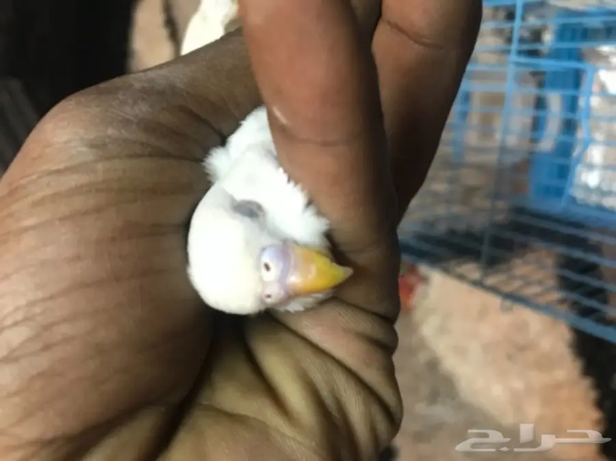 للمختصين بطيور البادجي او الحب ارجو الدخول (image 5)