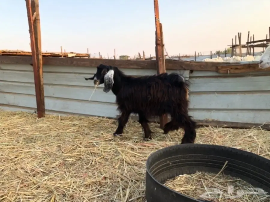 طليان للبيع   (image 1)