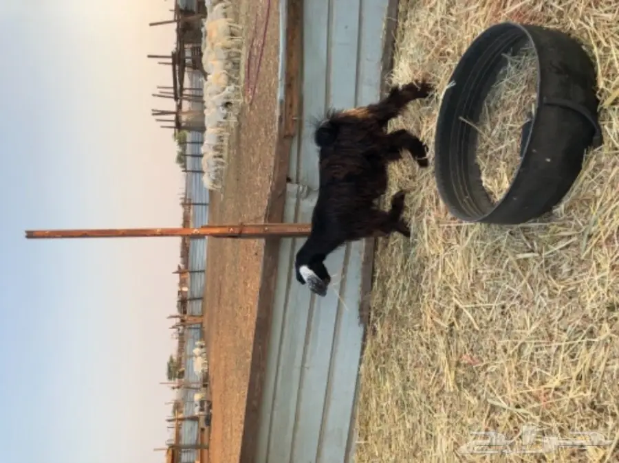 طليان للبيع   (image 2)