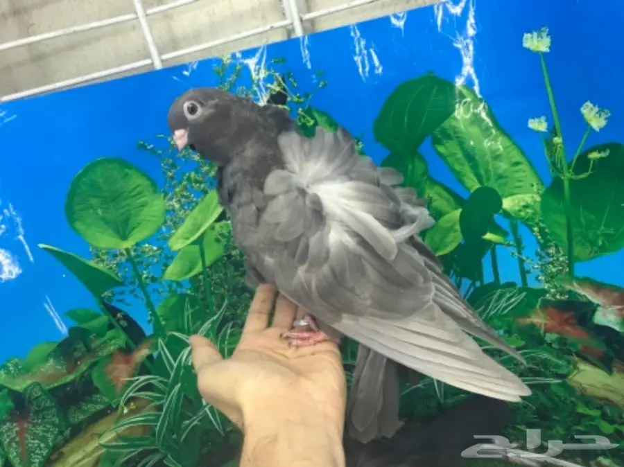 طبه كشكشي اوفرات