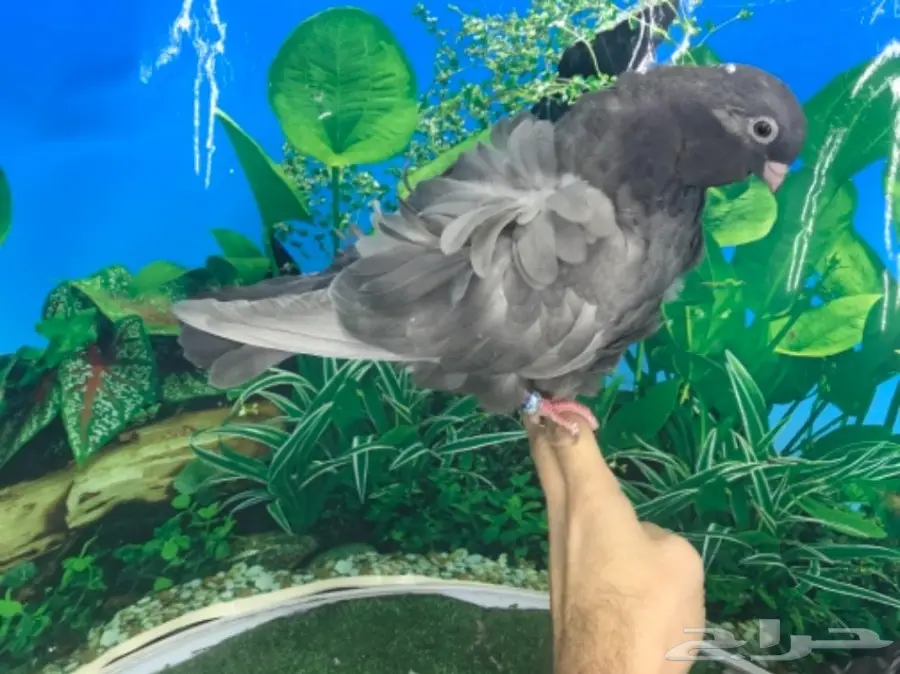 طبه كشكشي اوفرات (image 1)