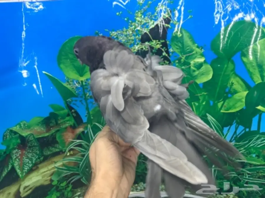 طبه كشكشي اوفرات (image 2)