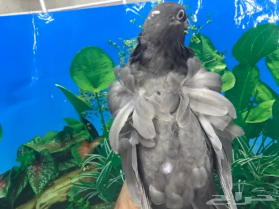 طبه كشكشي اوفرات (image 3)