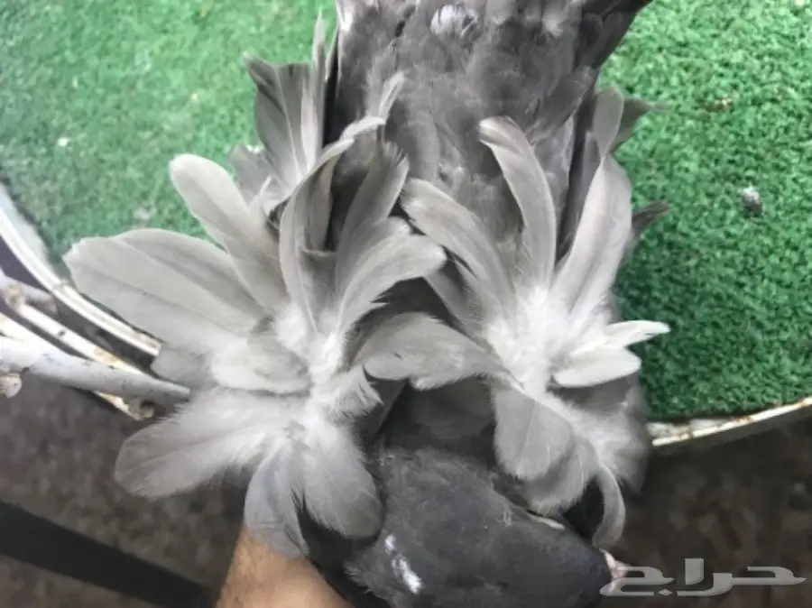 طبه كشكشي اوفرات (image 4)