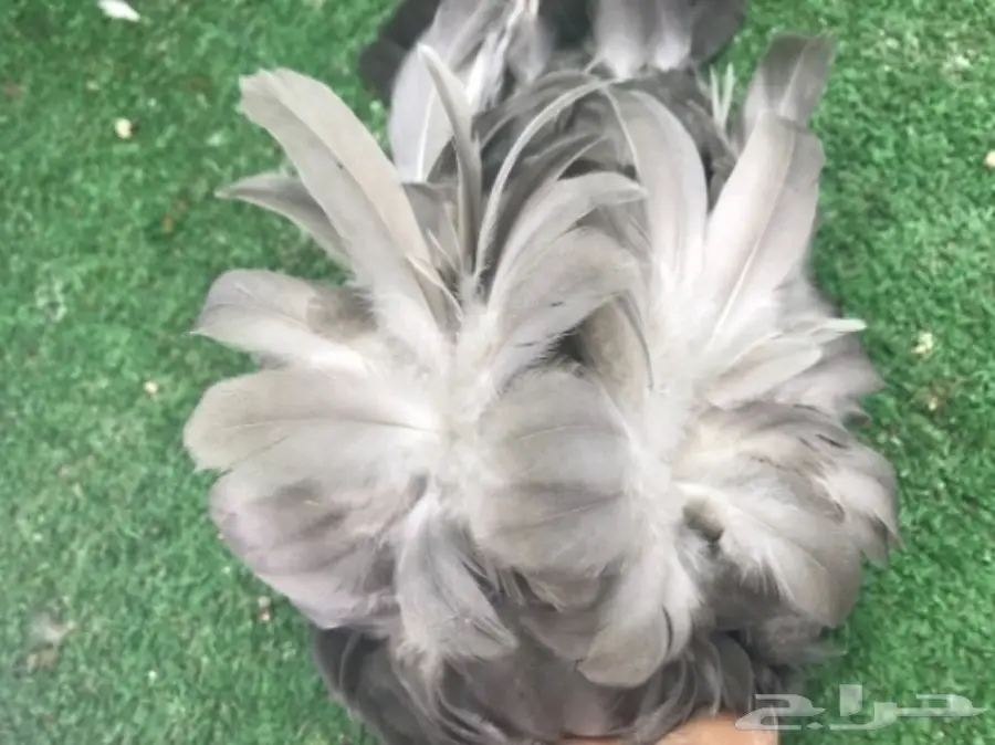 طبه كشكشي اوفرات (image 5)