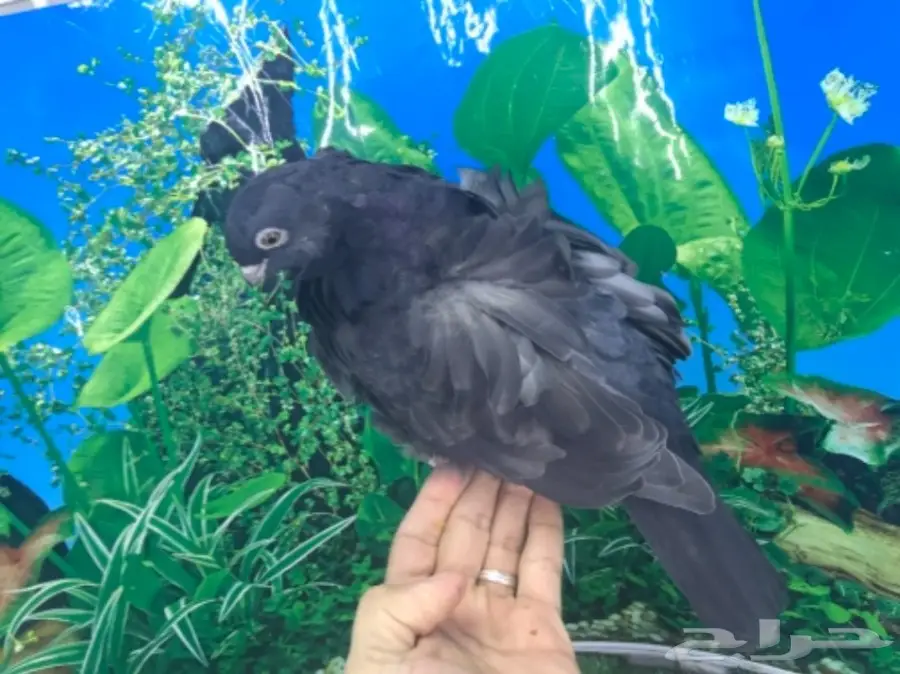 طبه كشكشي اوفرات (image 6)