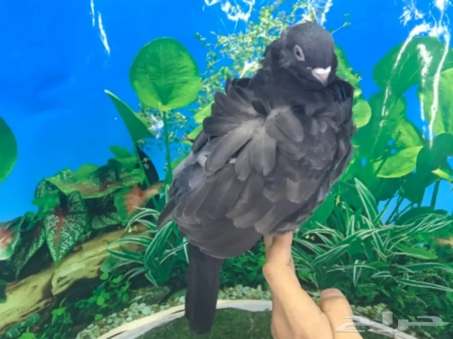 طبه كشكشي اوفرات (image 7)