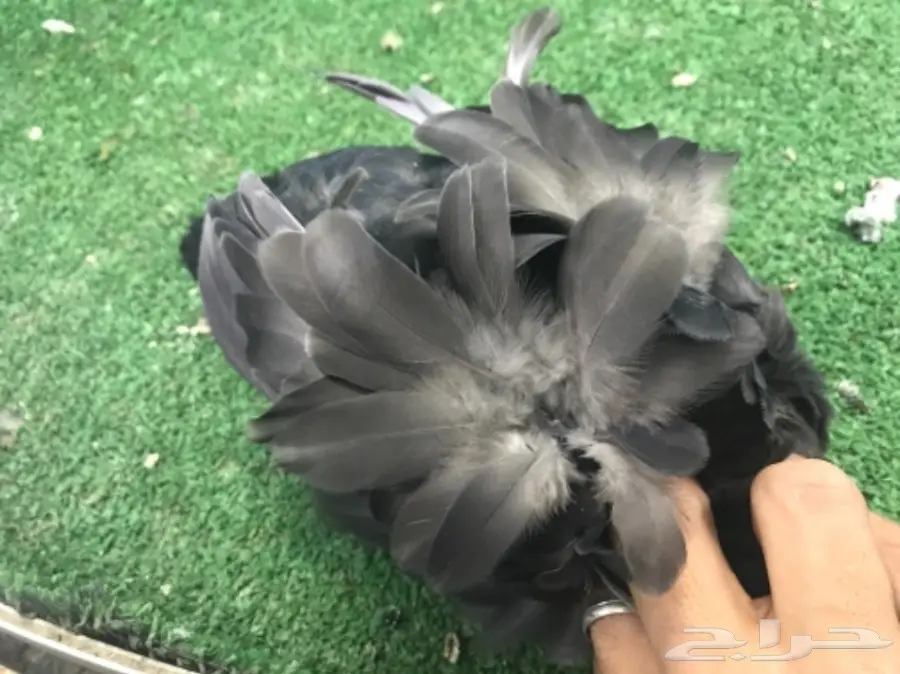 طبه كشكشي اوفرات (image 9)