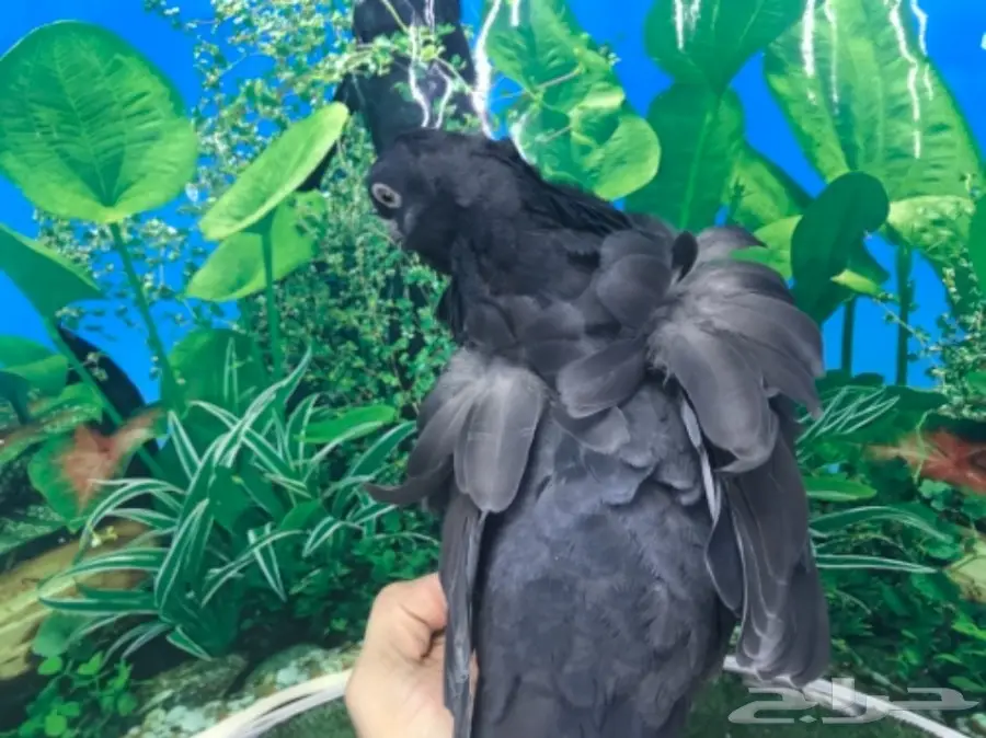 طبه كشكشي اوفرات (image 10)