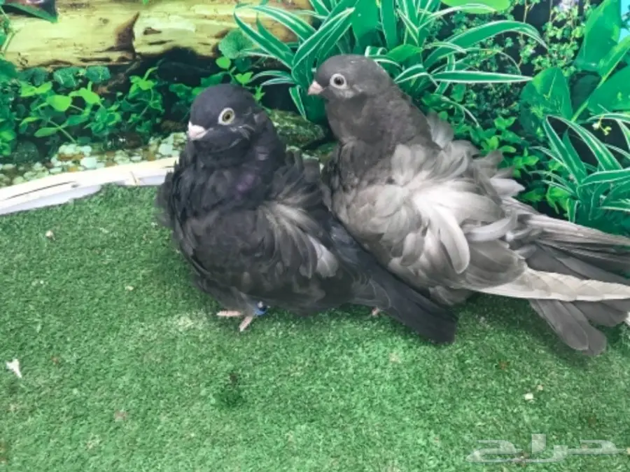 طبه كشكشي اوفرات (image 11)