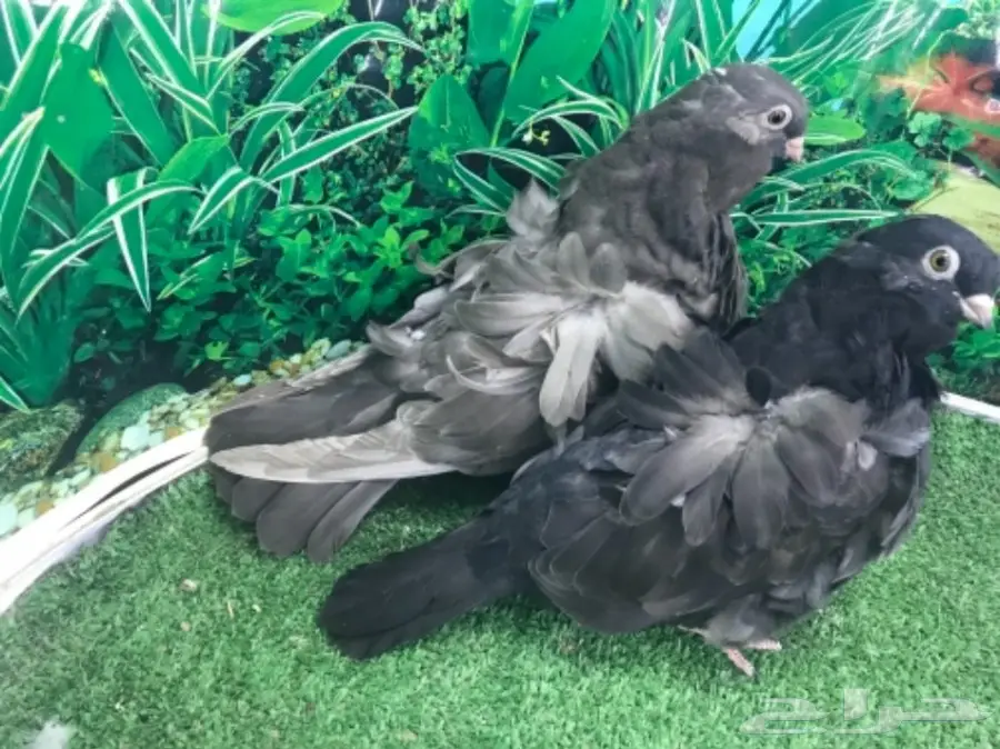 طبه كشكشي اوفرات (image 12)