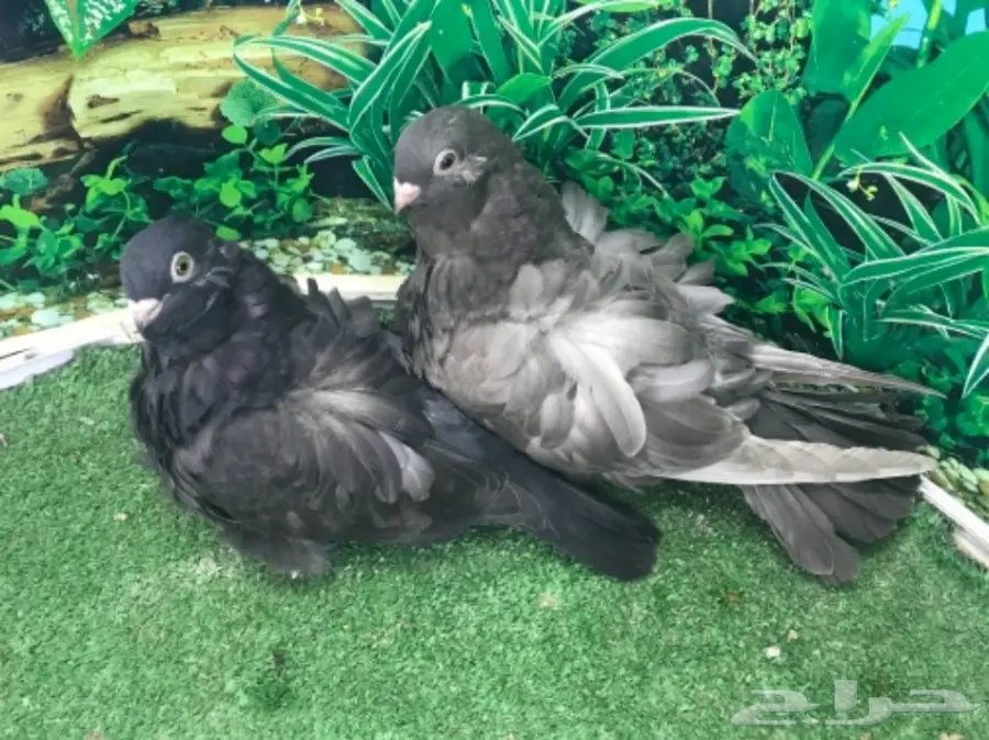 طبه كشكشي اوفرات (image 13)