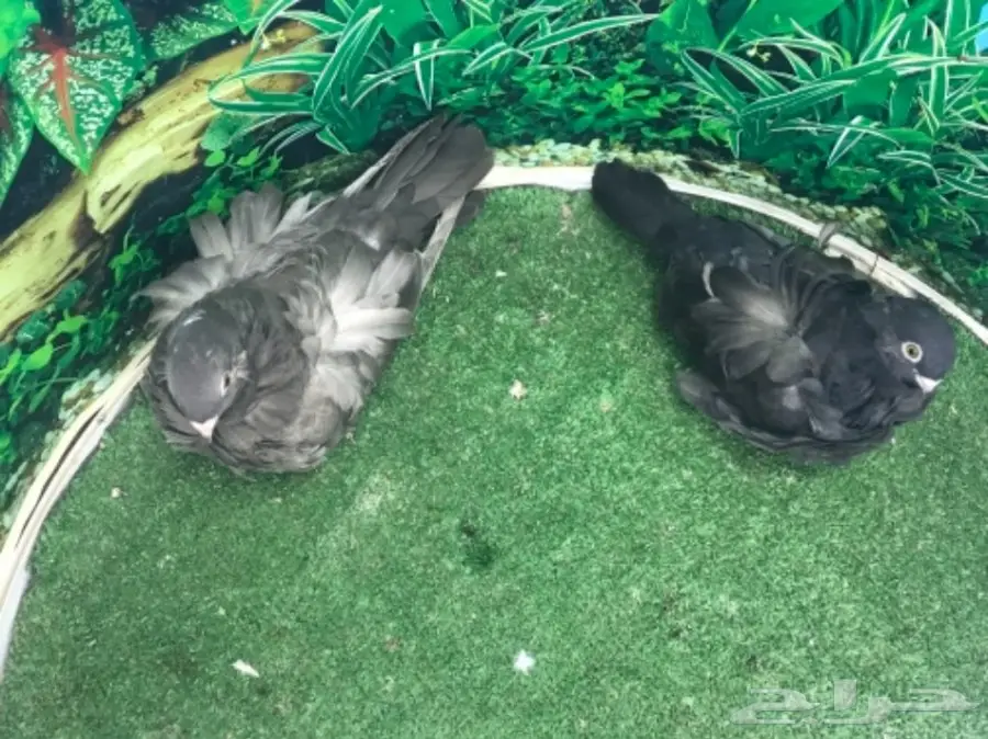 طبه كشكشي اوفرات (image 14)