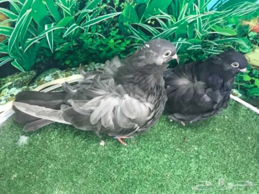 طبه كشكشي اوفرات (image 15)