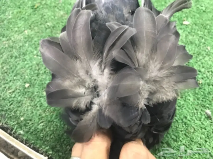 طبه كشكشي اوفرات (image 16)