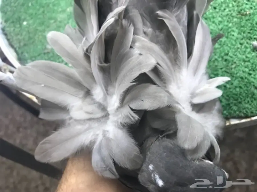 طبه كشكشي اوفرات (image 17)