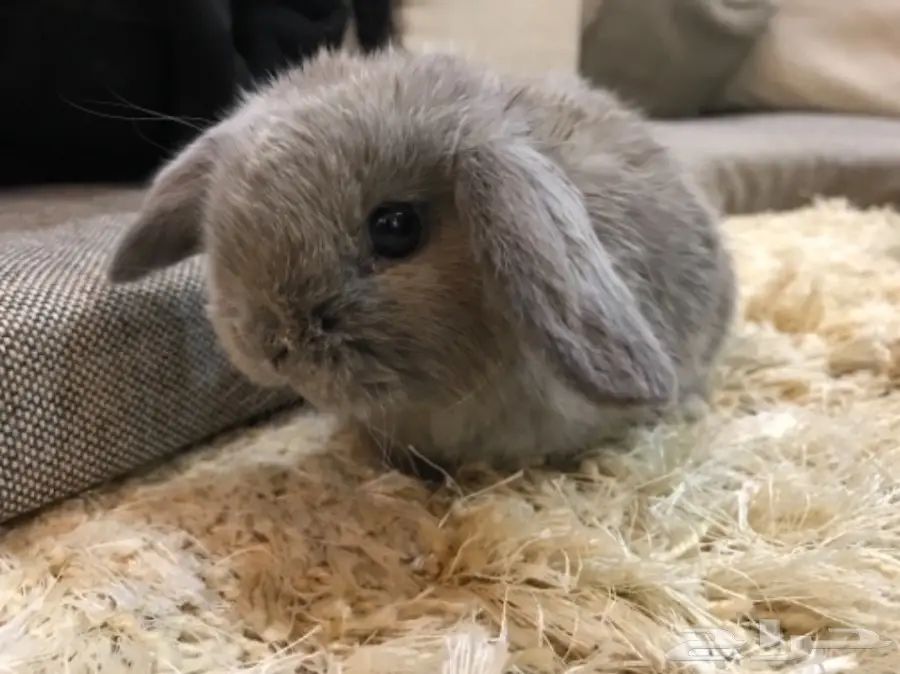 أرنب هولندلوب 