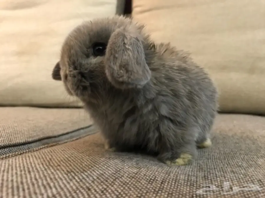 أرنب هولندلوب  (image 1)