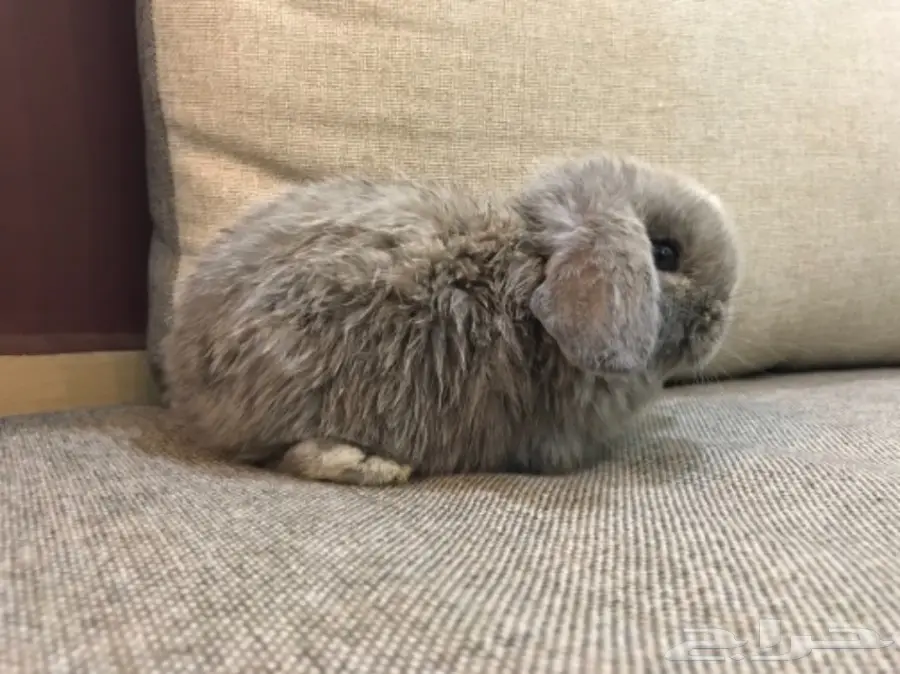 أرنب هولندلوب  (image 2)