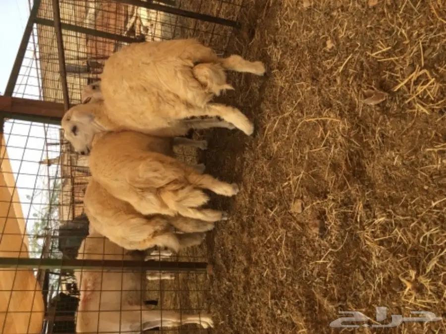 ذبايح  حريه نظيفه مع التوصيل لباب بيتك (image 3)