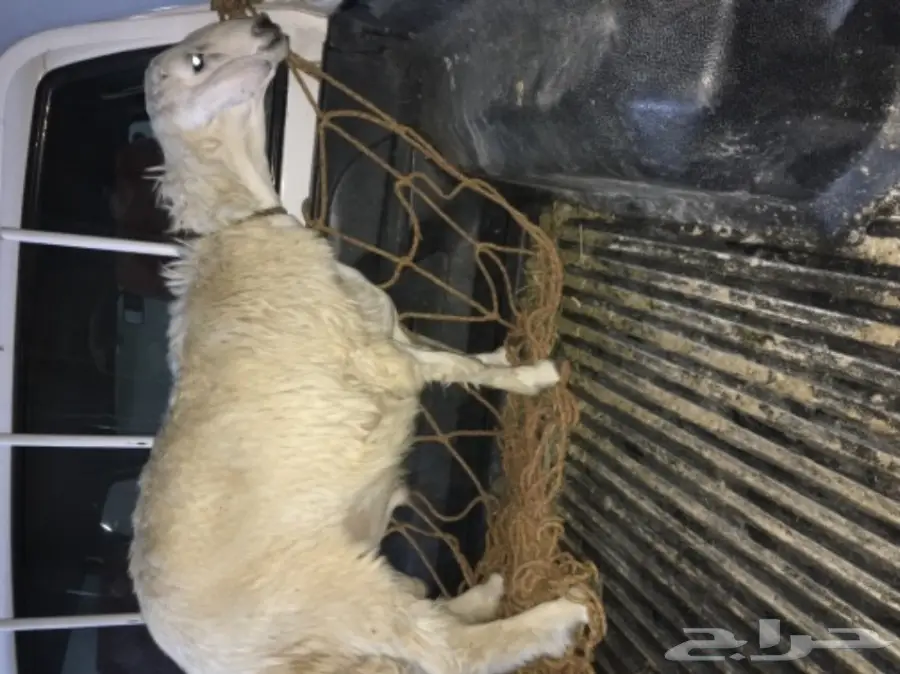 ذبايح  حريه نظيفه مع التوصيل لباب بيتك (image 4)