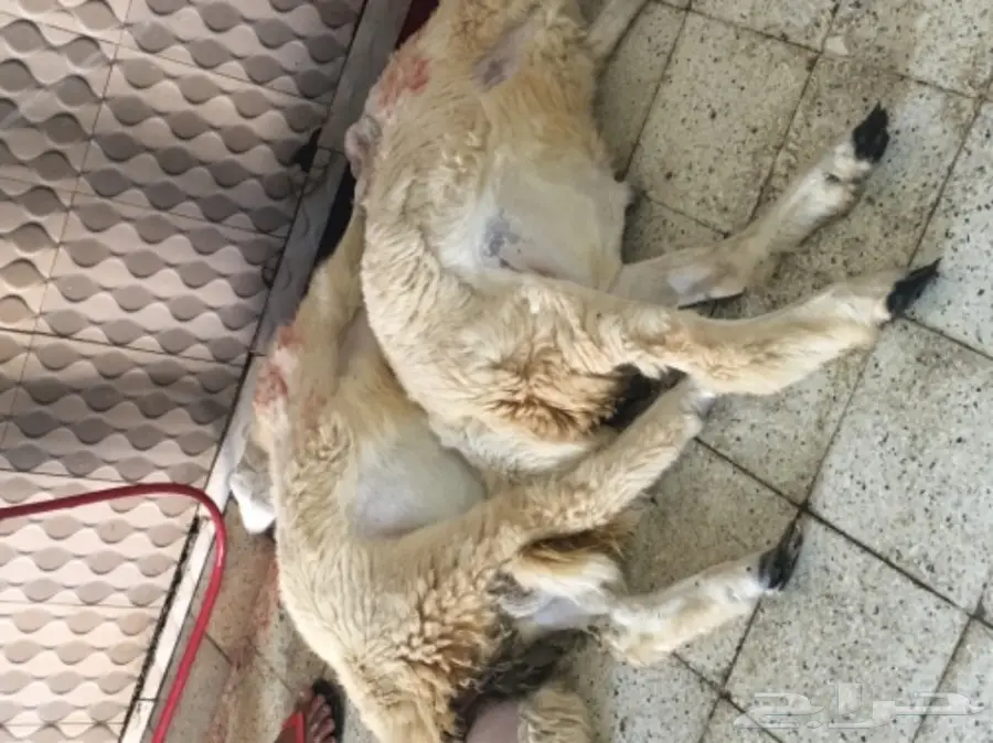 ذبايح  حريه نظيفه مع التوصيل لباب بيتك (image 7)