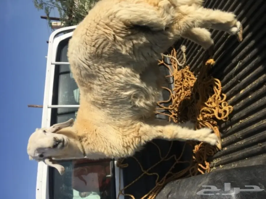 ذبايح  حريه نظيفه مع التوصيل لباب بيتك (image 8)