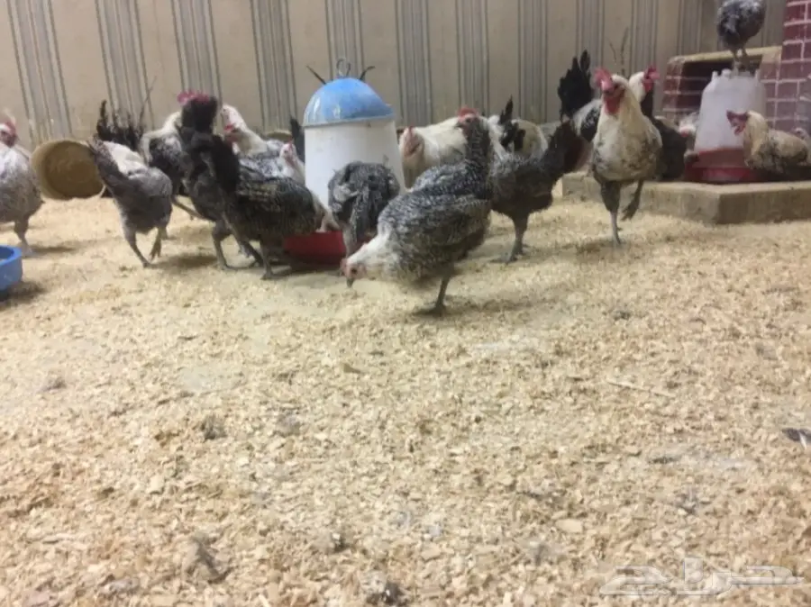 مشروع دواجن وطيور- استراحه - فيومي - للتقبيل  (image 1)