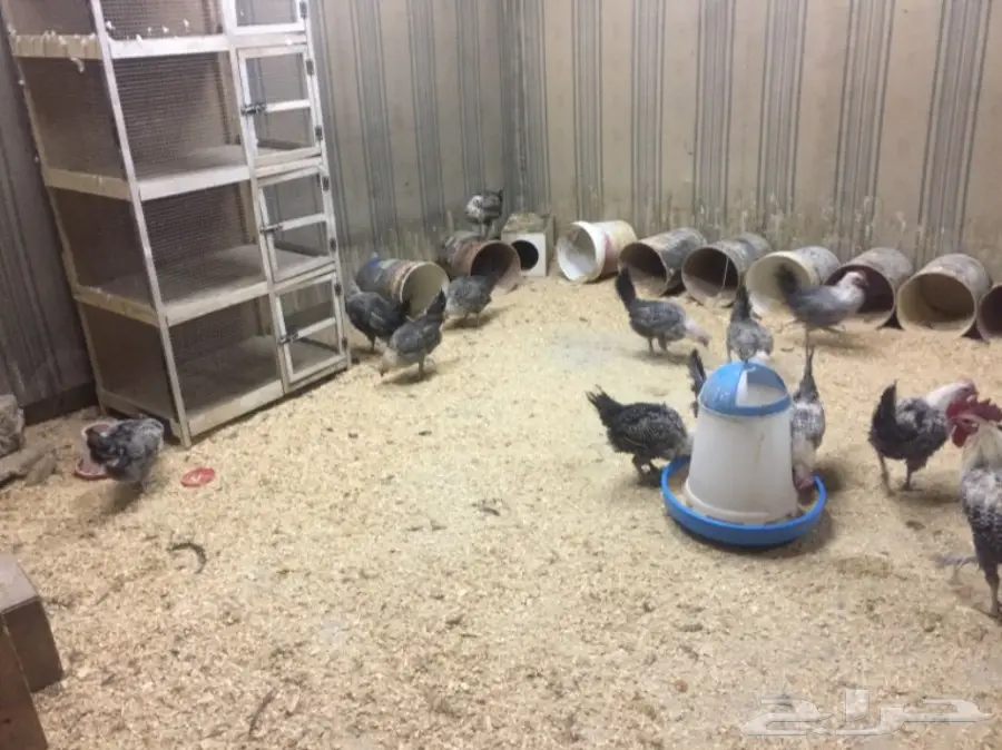 مشروع دواجن وطيور- استراحه - فيومي - للتقبيل  (image 2)