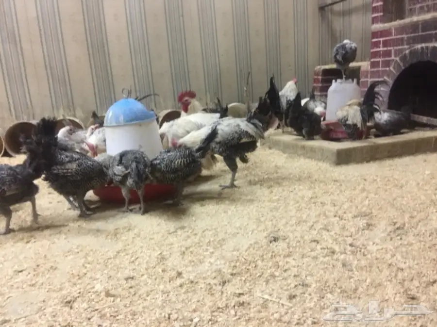 مشروع دواجن وطيور- استراحه - فيومي - للتقبيل  (image 3)
