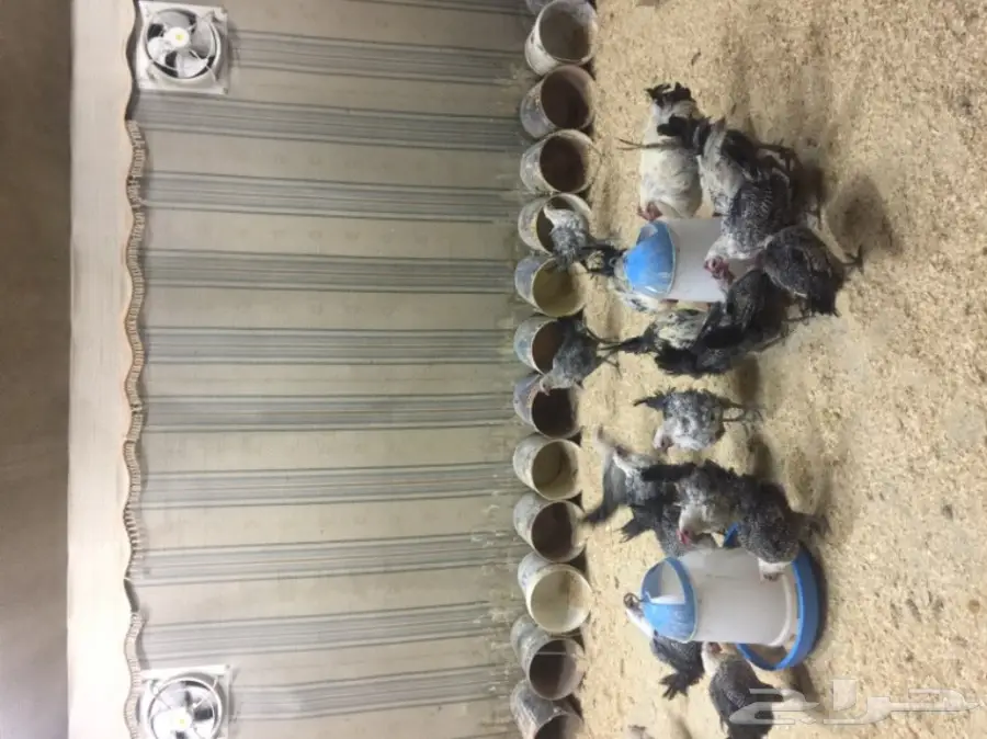 مشروع دواجن وطيور- استراحه - فيومي - للتقبيل  (image 4)