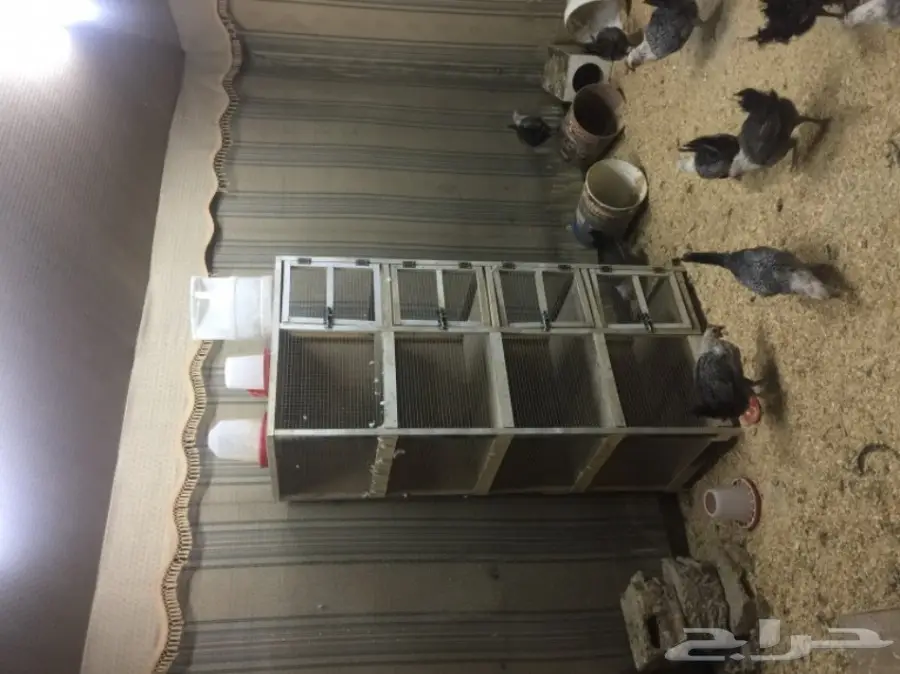 مشروع دواجن وطيور- استراحه - فيومي - للتقبيل  (image 6)