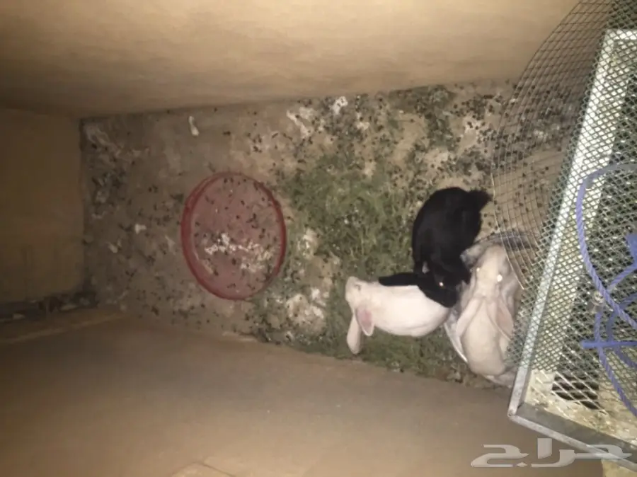 مشروع دواجن وطيور- استراحه - فيومي - للتقبيل  (image 9)