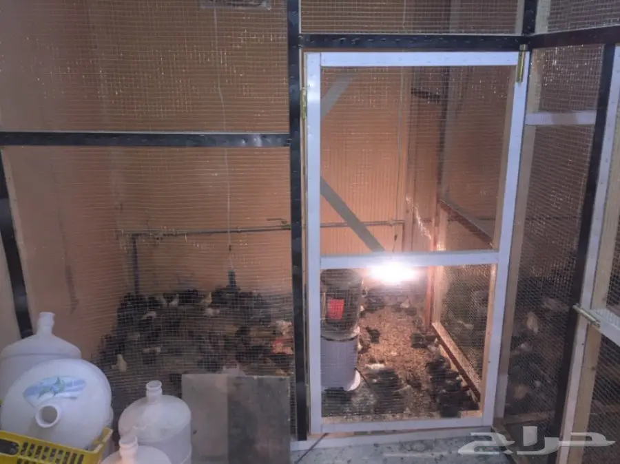 مشروع دواجن وطيور- استراحه - فيومي - للتقبيل  (image 11)