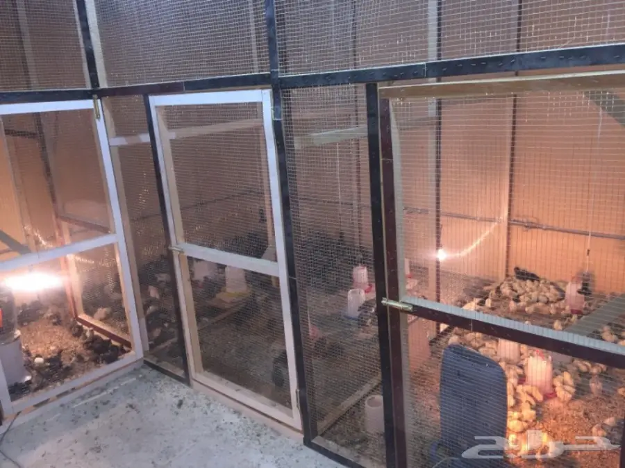 مشروع دواجن وطيور- استراحه - فيومي - للتقبيل  (image 12)
