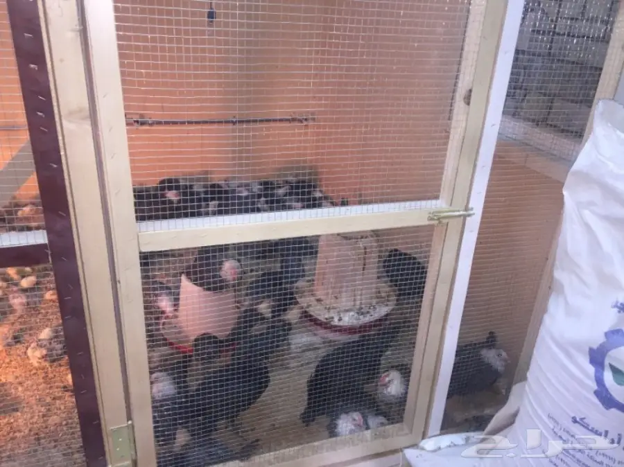 مشروع دواجن وطيور- استراحه - فيومي - للتقبيل  (image 13)