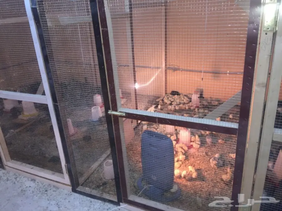 مشروع دواجن وطيور- استراحه - فيومي - للتقبيل  (image 14)