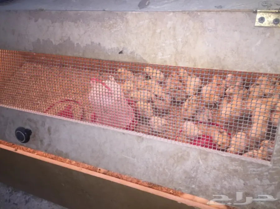 مشروع دواجن وطيور- استراحه - فيومي - للتقبيل  (image 15)