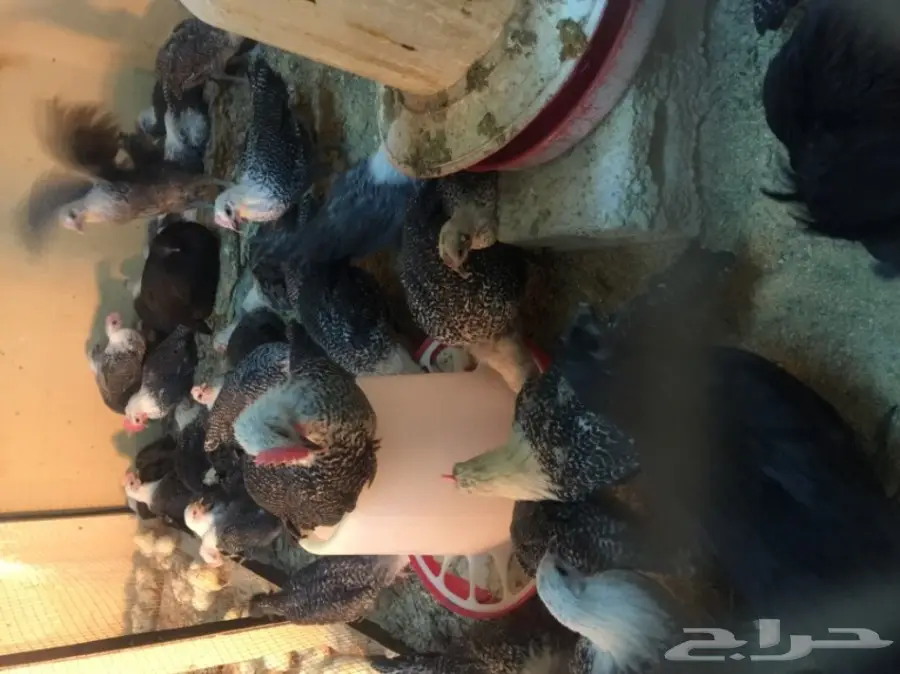 مشروع دواجن وطيور- استراحه - فيومي - للتقبيل  (image 16)