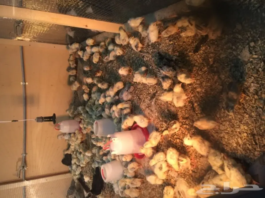 مشروع دواجن وطيور- استراحه - فيومي - للتقبيل  (image 17)