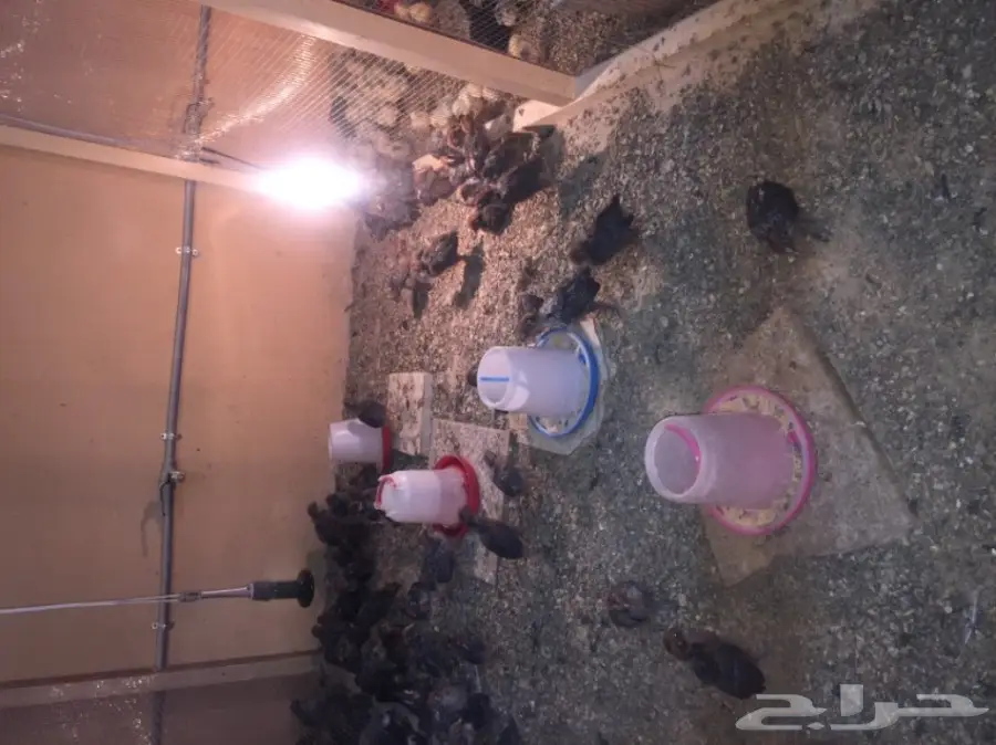 مشروع دواجن وطيور- استراحه - فيومي - للتقبيل  (image 18)